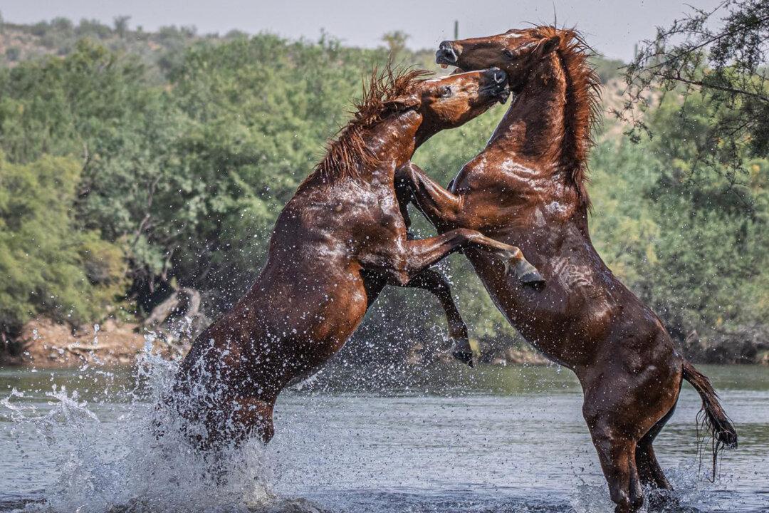Photographer Braves Snakes and Arizona Heat to Take Incredible Shots of Wild Horses