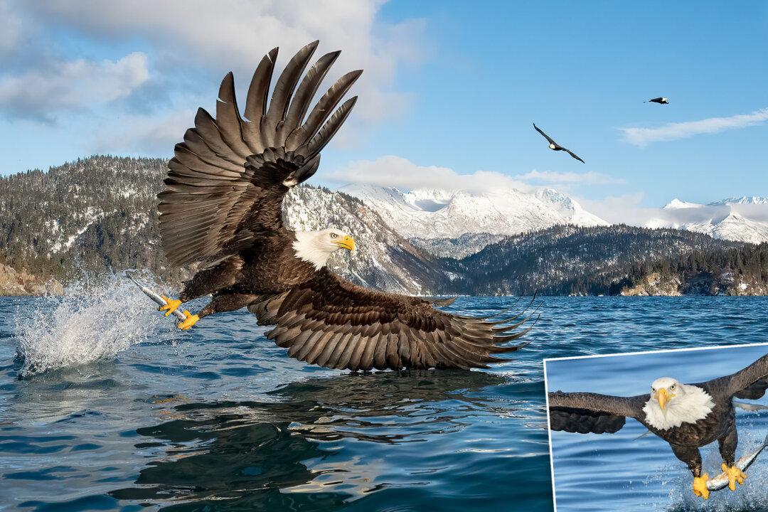 PHOTOS: Bird Photographer Captures Bald Eagles Hunting Fish From Alaskan Seas