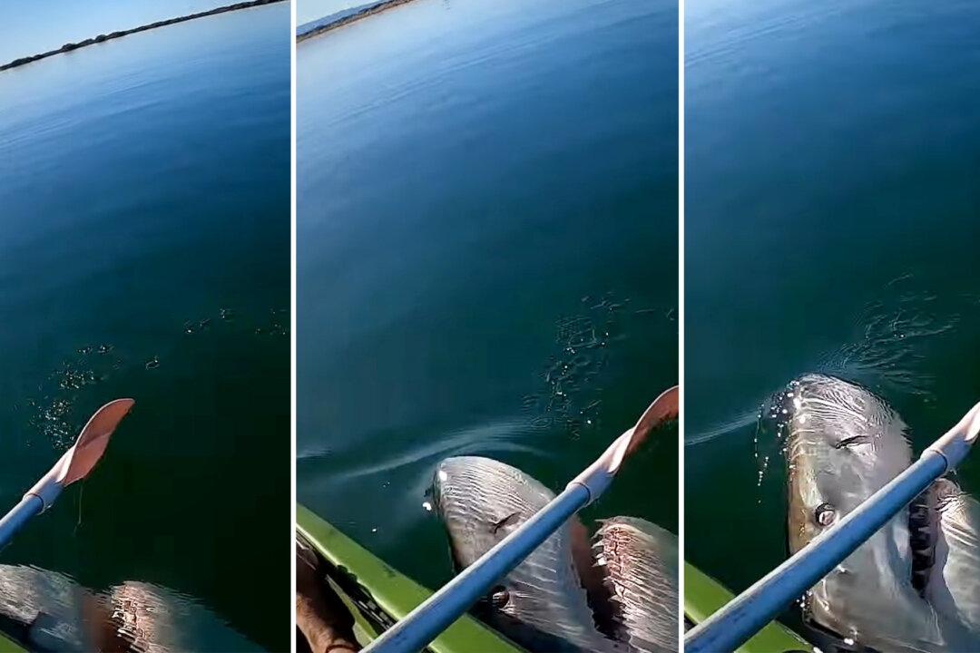 VIDEO: Kayaker Records Terrifying Moment Great White Shark Lunges at His Paddle After Claiming His Kingfish