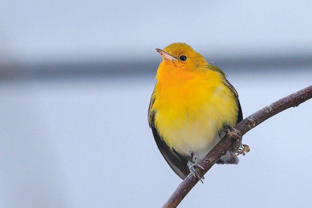 Rescue Group Captures Wrong-Way Warbler That Should Be Wintering Far South