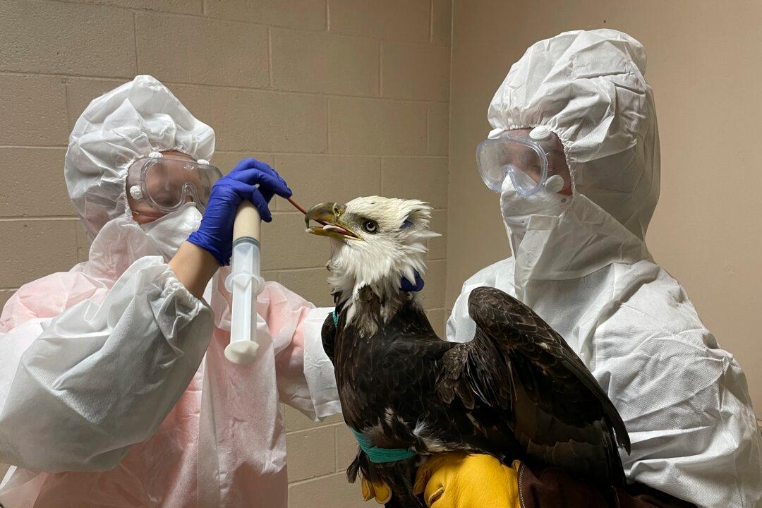 Bald Eagle Found Shot in Wisconsin Dies During Surgery