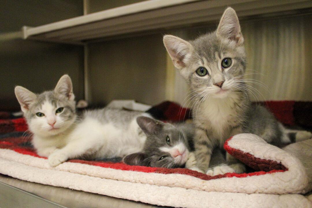 OC Animal Care Is Giving Away Small Pets Through Christmas Eve