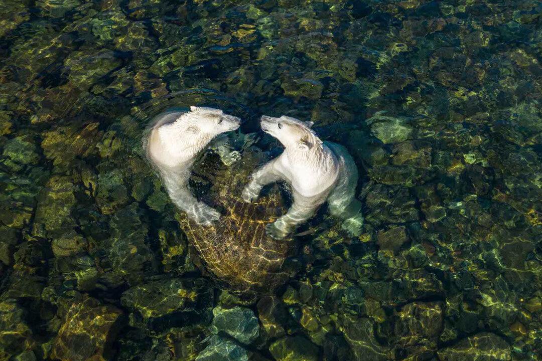 Photographer of the Year Documents How Polar Bears Spend Summer When the Ice Melts in Northern Canada