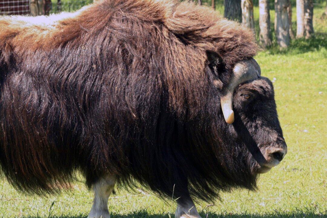 Alaska Law Officer Killed in Muskox Attack Outside His House