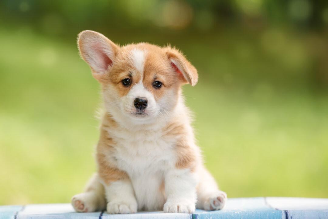 Welcome New Puppy After the Holidays