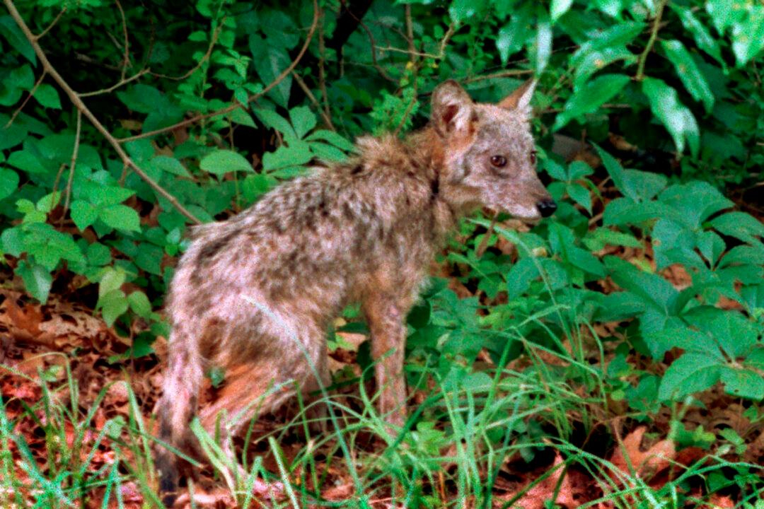 Massachusetts Town Hires Federal Officials to Kill Coyotes