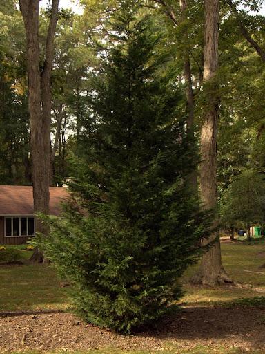 Plant a Christmas Tree