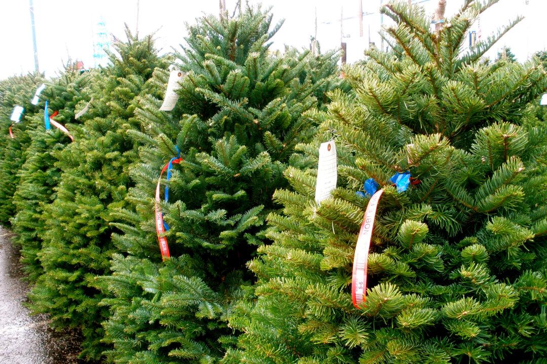 How to Make Sure That Your Christmas Tree Isn’t a Fire Hazard