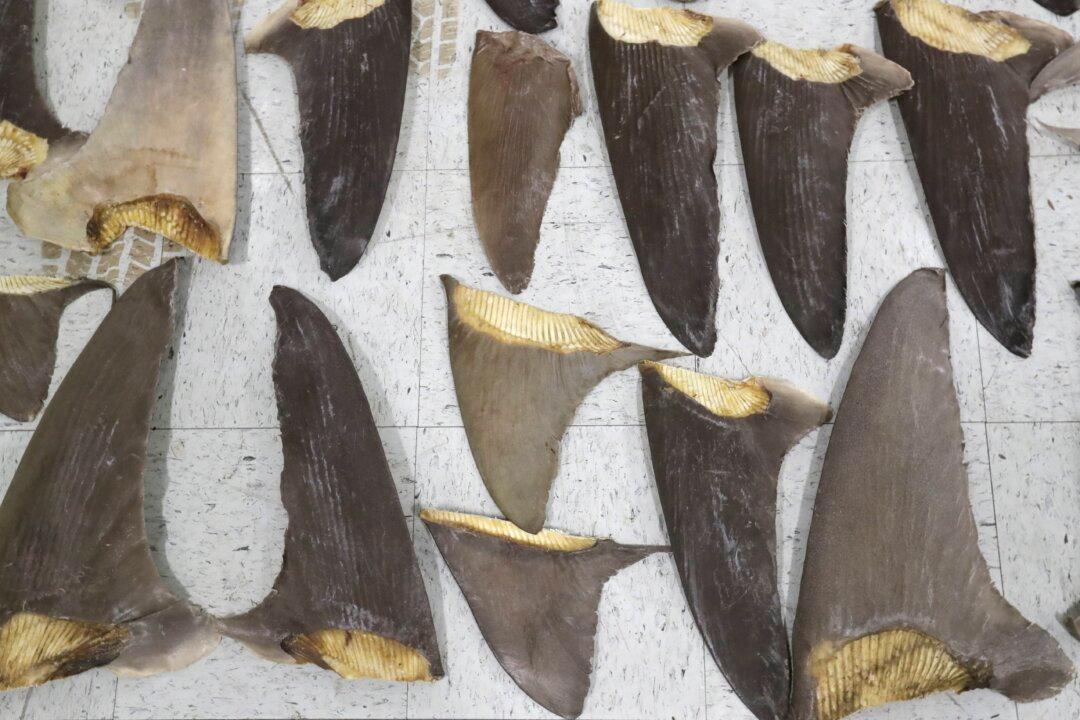 US Poised to Ban Shark Fin Trade