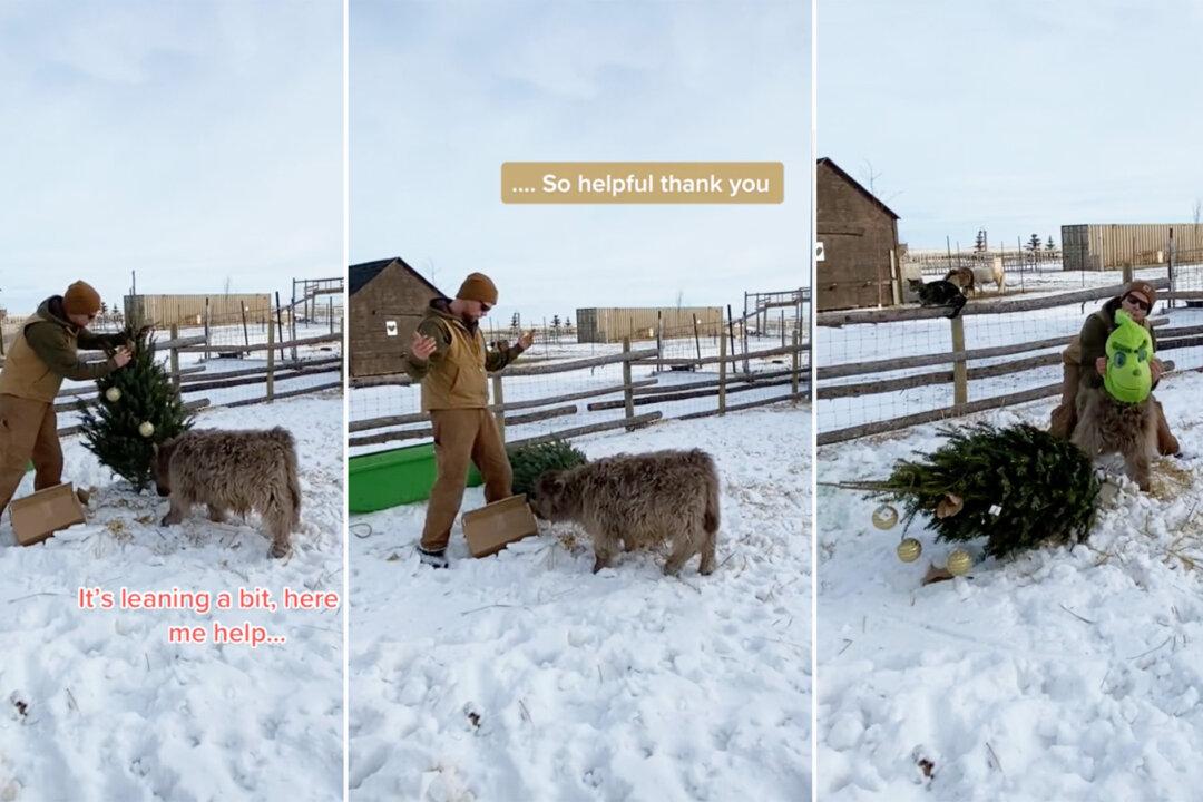 VIDEO: Adorable Baby Bull Acts Like the Grinch Around His First Christmas Tree