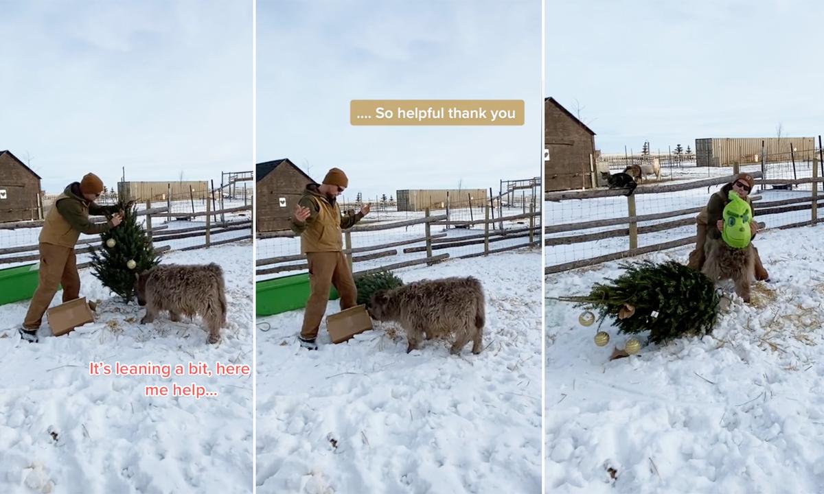 VIDEO: Adorable Baby Bull Acts Like the Grinch Around His First Christmas Tree