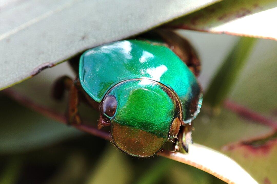 How the Christmas Beetle Plans to Stay Cool During This Hot Holiday Season