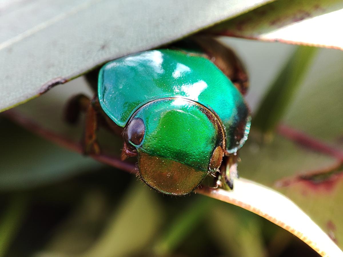 How the Christmas Beetle Plans to Stay Cool During This Hot Holiday Season
