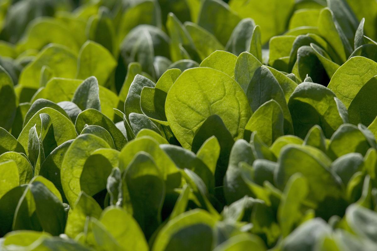 Australian Child Among Over 100 Sick From Contaminated Spinach, Recall Announced
