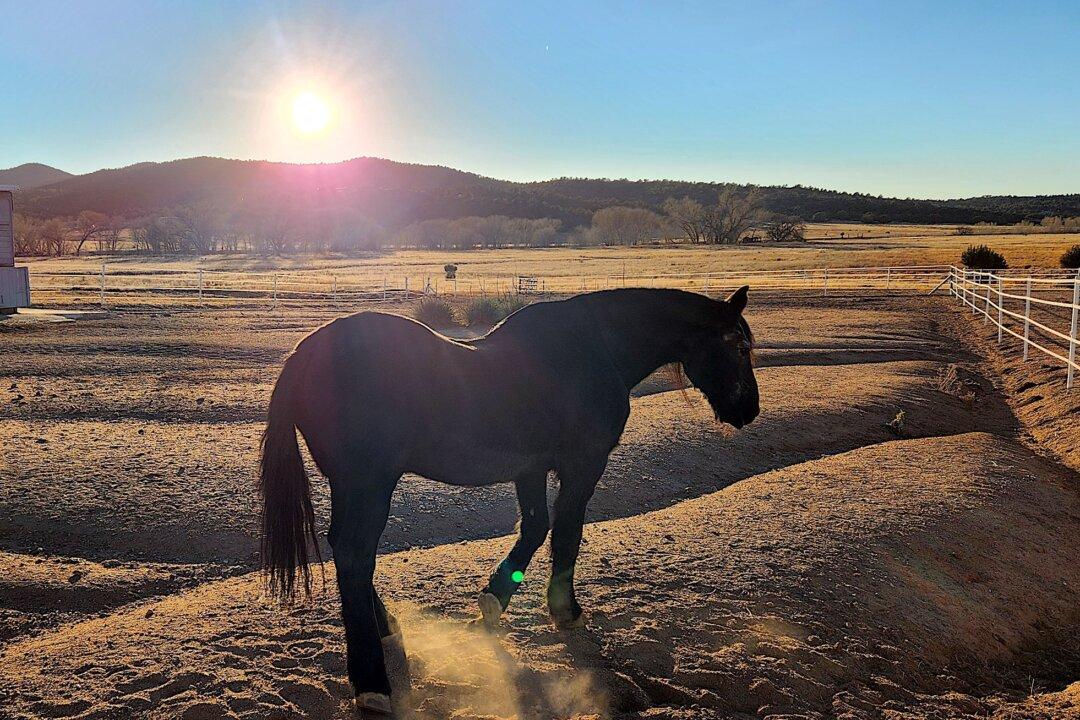 Horse Ranch Near Rancho Santa Fe Investigated for Alleged Abuse
