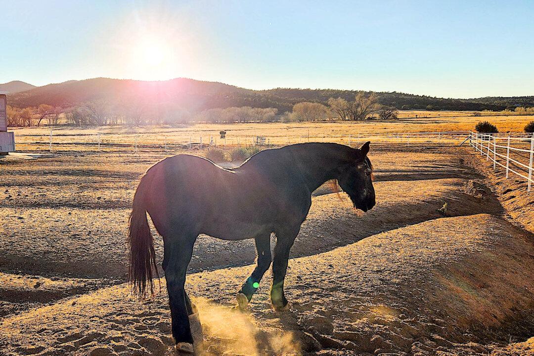 Horses Steer Youths Away From Life of Crime