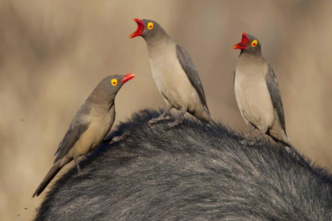 Pandemic Preparedness: The New Parasite