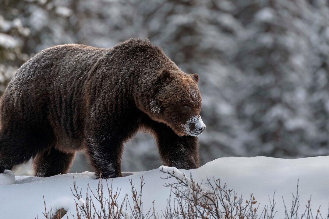 Photographer’s Chance Encounter With a Huge Canadian Grizzly Bear Named ‘The Boss’