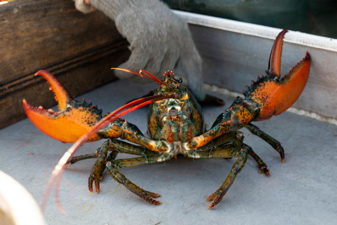 Lawmakers Using Spending Bill to Delay Lobster Restrictions