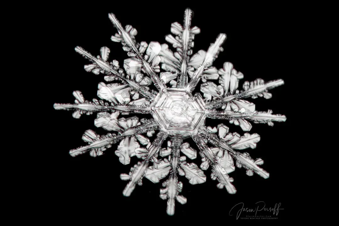 Colorado Man’s Close-Up Photos of Perfect 12-Point Snowflakes Look Incredibly Amazing