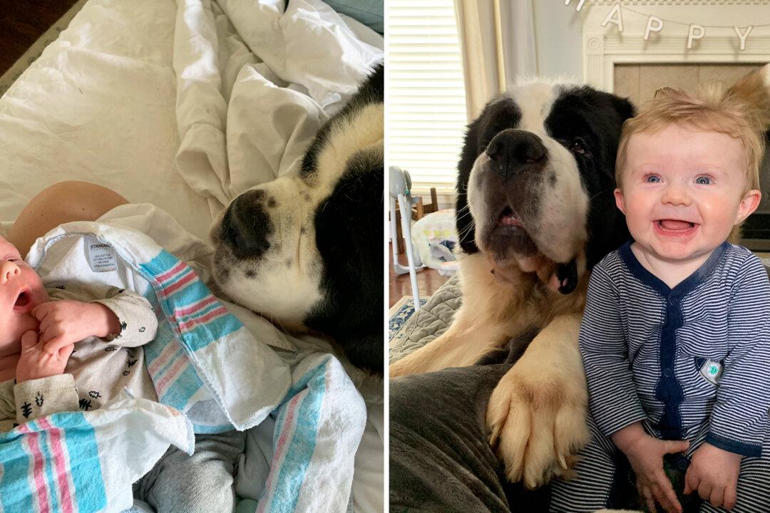 VIDEO: 3 St. Bernard ‘Nannies’ Take Their Job of Looking After Owner’s Baby Seriously