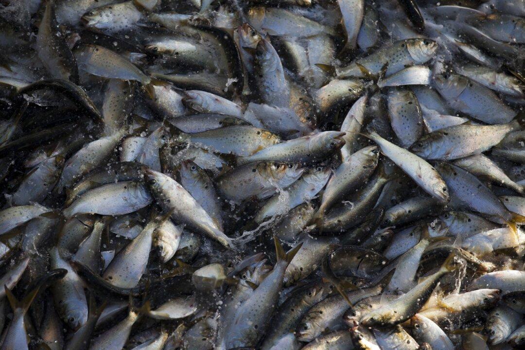 Fishermen Sue Biden Administration Over Mid-Atlantic Fishing Restrictions