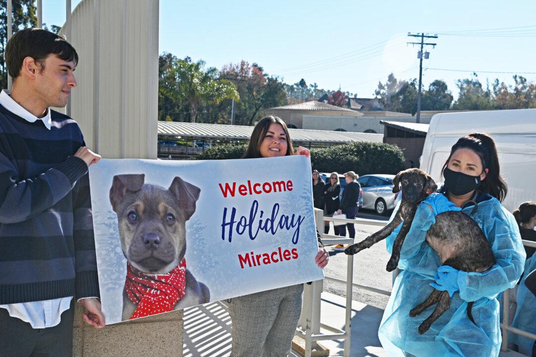 38 Puppies That Survived Texas Highway Accident Welcomed to San Diego