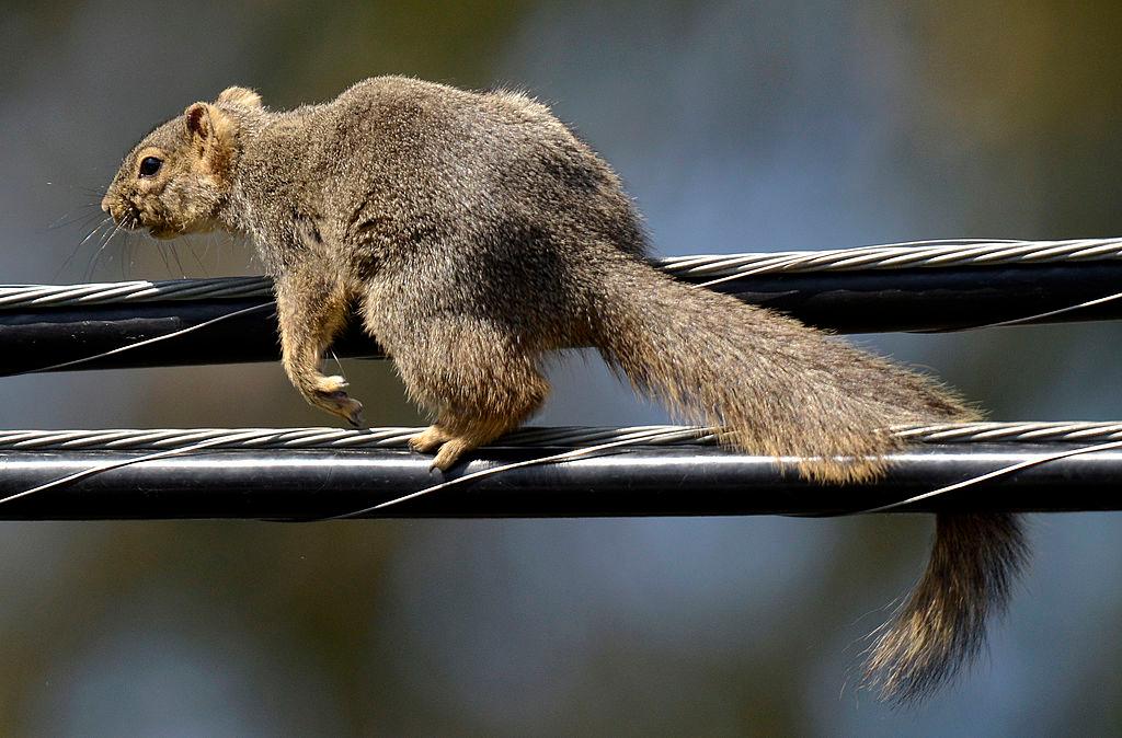 Squirrel Knocks Out Power to Thousands in San Diego