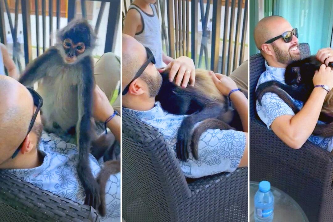 VIDEO: Spider Monkey Climbs Into Tourist’s Arms, Cuddles With Him Adorably in Playa Del Carmen, Mexico