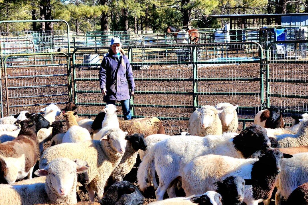 In True Spirit of Christmas, Arizona Ranch Owner Takes In 9 Wild Horses Sold at Auction