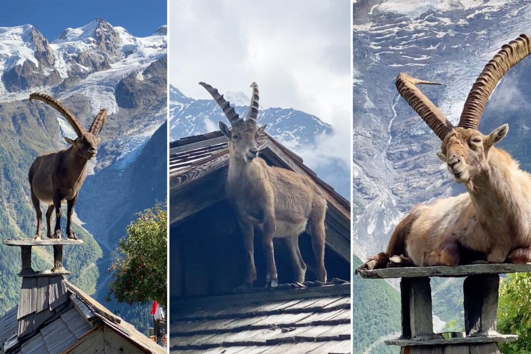 VIDEO: Alpine Ibexes Captured Resting on Chimneys of French Cottages Amidst a Breathtaking Background
