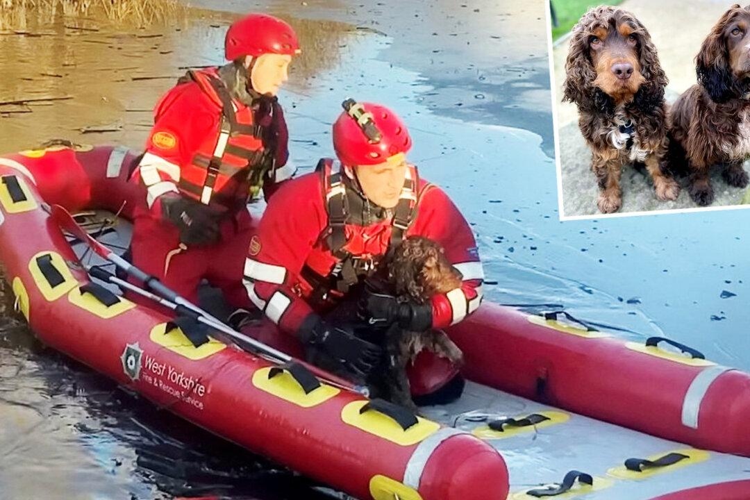Cocker Spaniel Is Rescued From a Frozen Lake After His Own Puppy Alerts Dog Walker