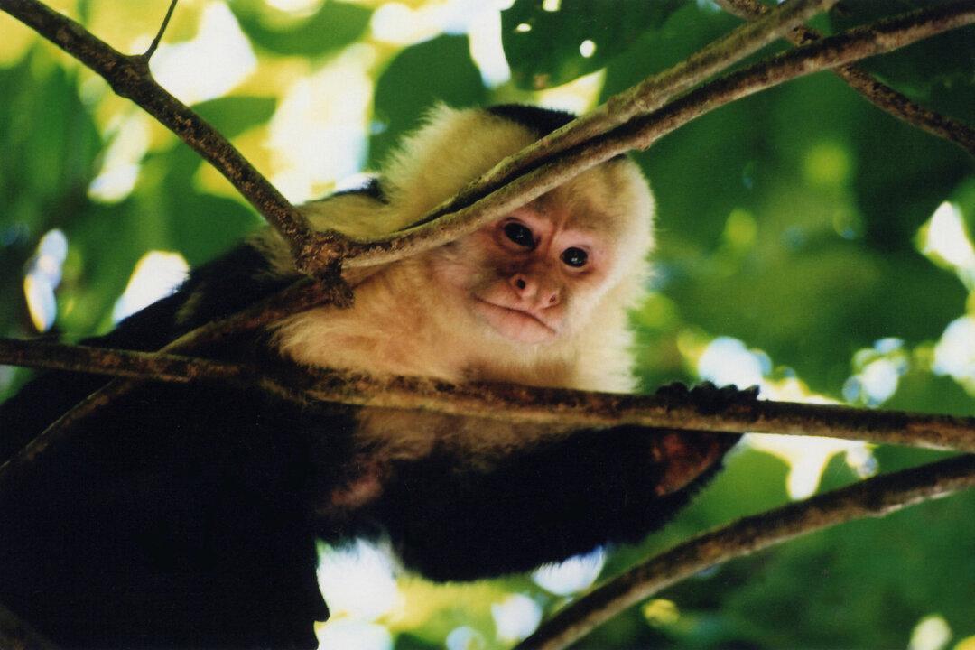 A Remote Jungle Experience in the Amazon