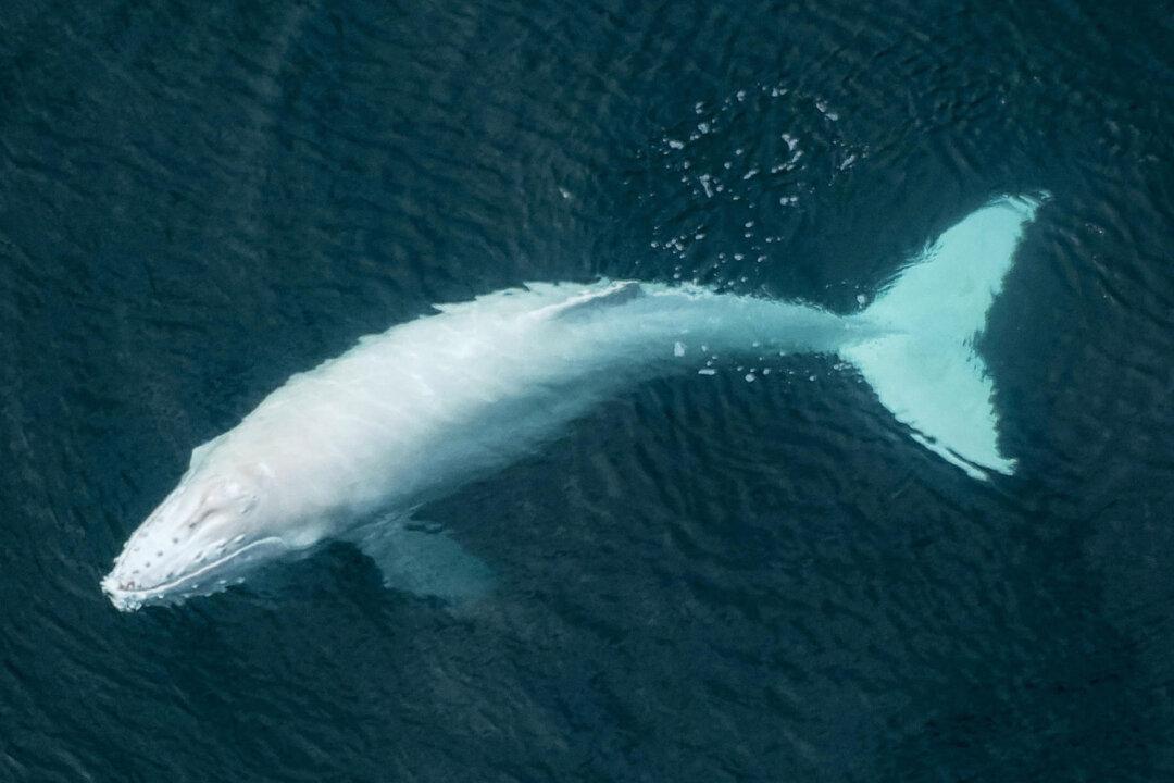 Pilot Snaps Aerial Photos of Rare Albino Humpback Whale Calf Swimming With Its Mother