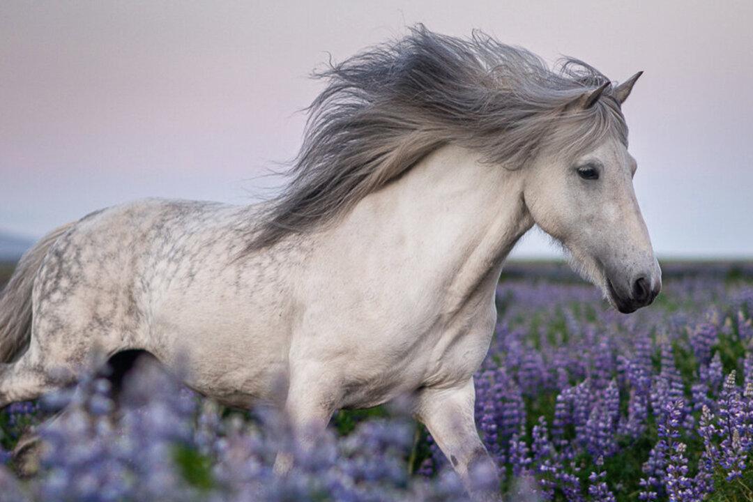 Photographer Takes Mesmerizing Pictures of Icelandic Horses in Beautiful Landscapes