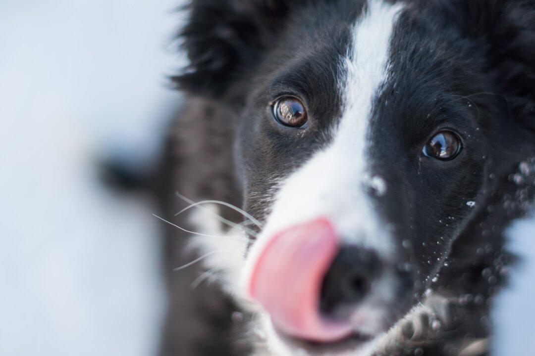 Dog Saliva Is Not Antiseptic