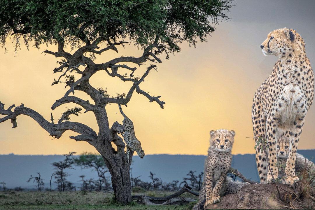 Photographer Salutes Action-Packed Cheetahs With Showstopping Photos to Mark International Cheetah Day