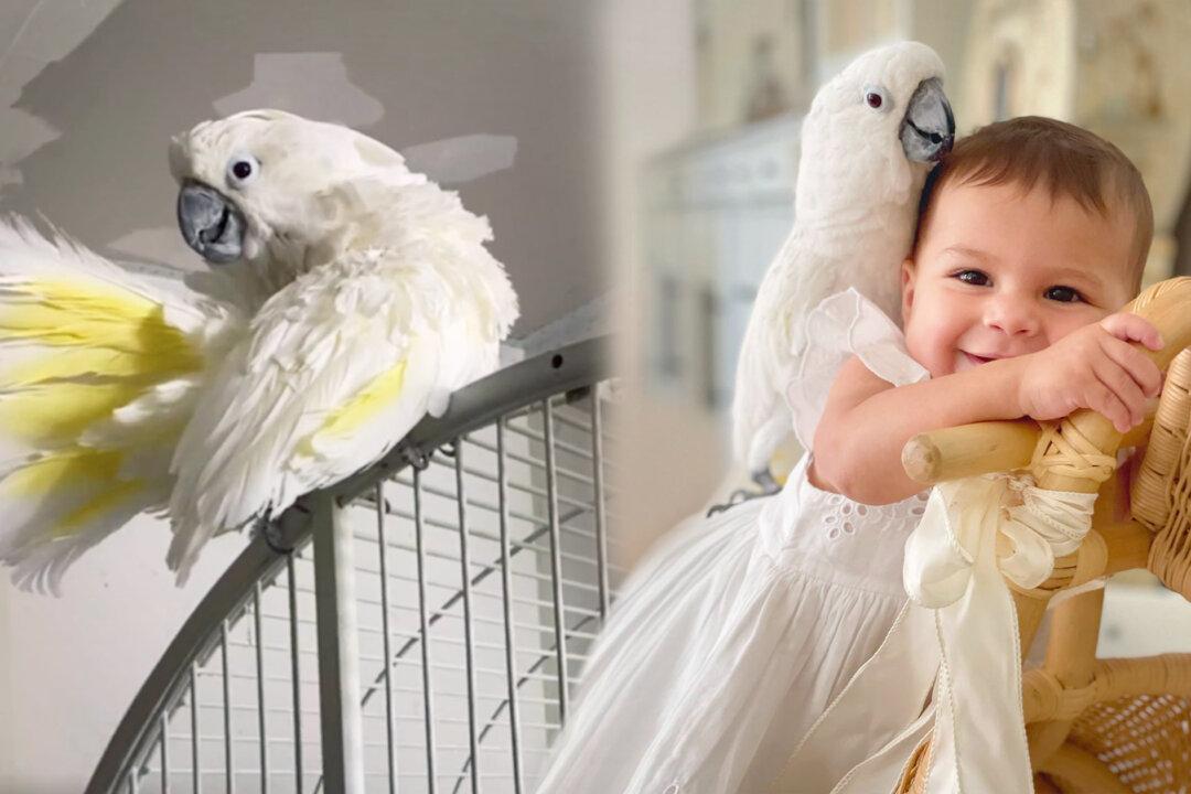 Sad 53-Year-Old Cockatoo Rescued From a Basement Is Now in Love With Her New Owner’s Baby