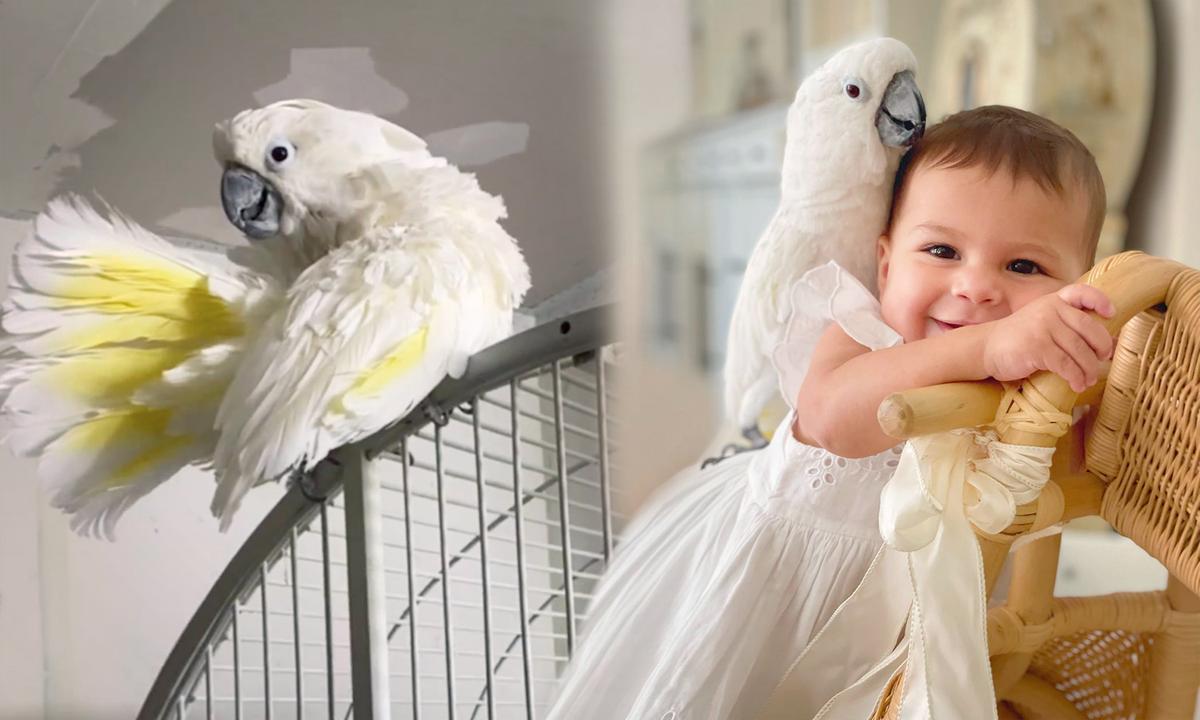 Sad 53-Year-Old Cockatoo Rescued From a Basement Is Now in Love With Her New Owner’s Baby