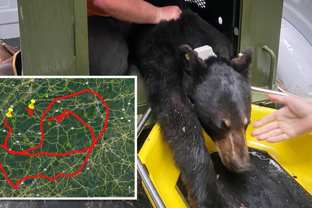 Black Bear Relocated for Her Own Good Treks 1,000 Miles, Crosses 4 States to Return to Her Favorite Park