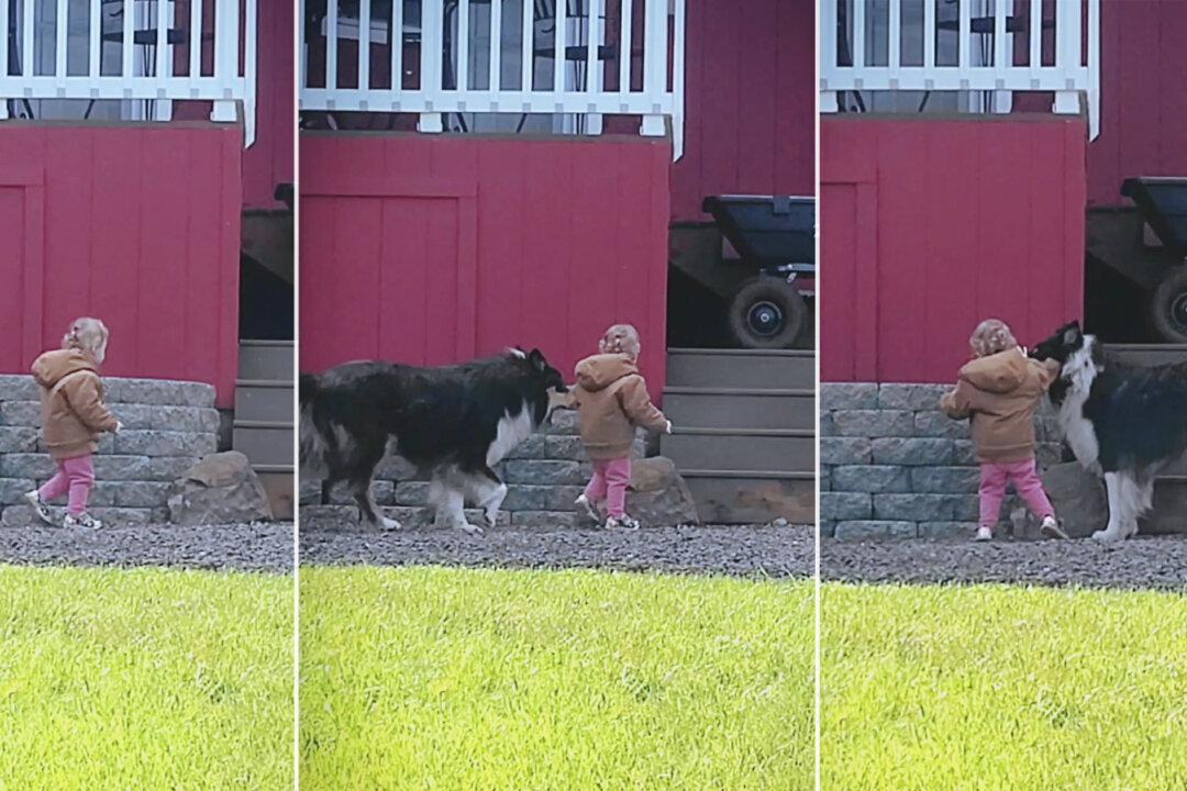 ‘He’s Always Right There’: Dog Protects Toddler From Any Danger by Putting Himself in Front of Her