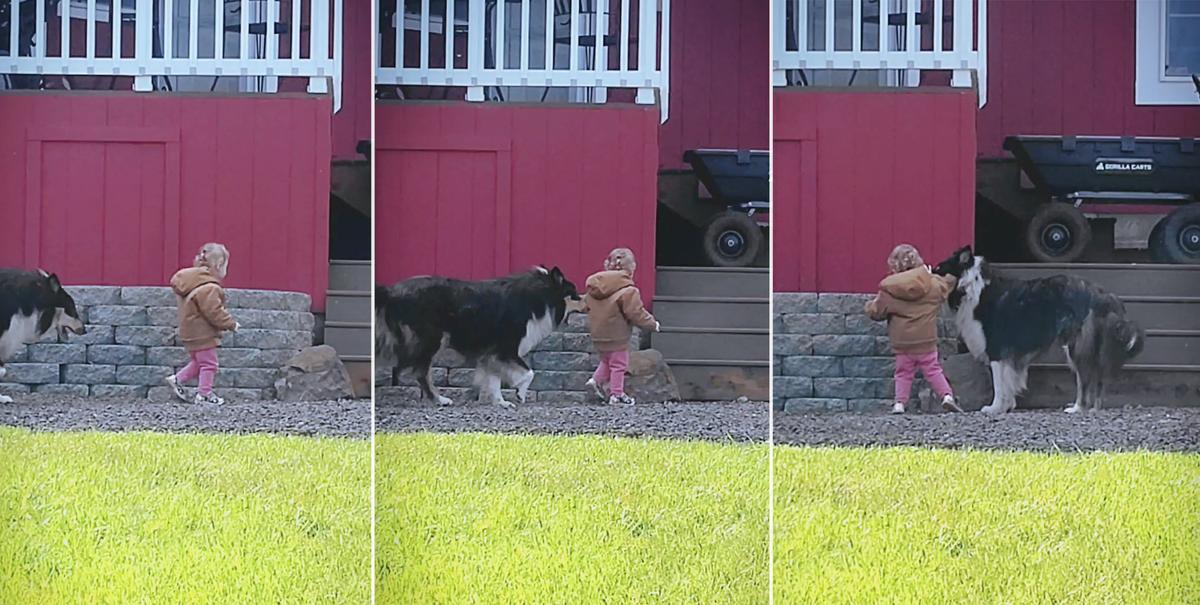 ‘He’s Always Right There’: Dog Protects Toddler From Any Danger by Putting Himself in Front of Her