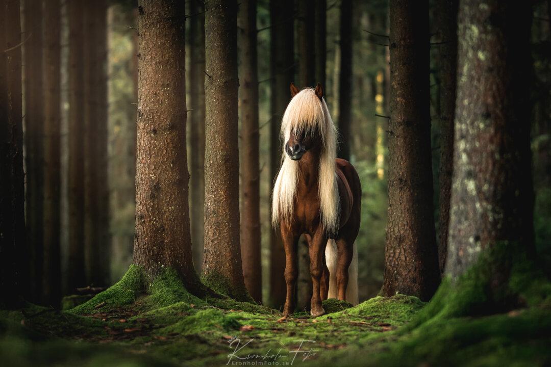 Icelandic Horses: Fairytale-Like Photos of One of the World’s Oldest and Purest Horse Breeds
