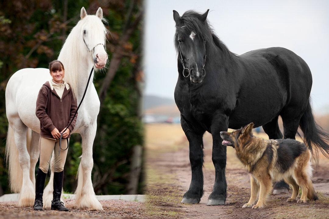 PHOTOS: 10 Tallest and Most Powerful Horse Breeds on the Planet