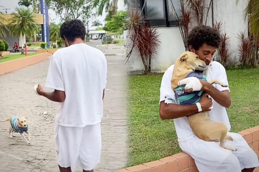 VIDEO: Dog Who Waited Weeks Outside Hospital for Homeless Owner Is Finally Back in His Arms