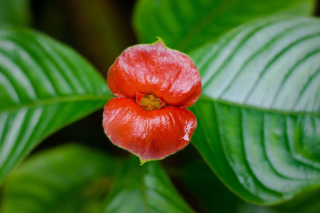 PHOTOS: The Tropical Psychotria Elata Might Just Be the World’s Most Kissable Plant