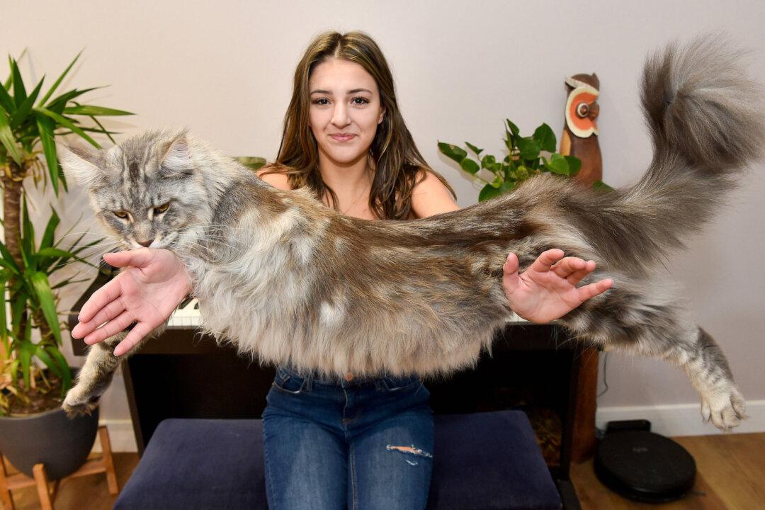 PHOTOS: Everyone Thinks This Enormous 24-Pound Cat Is a Lion, and He’s Still Growing