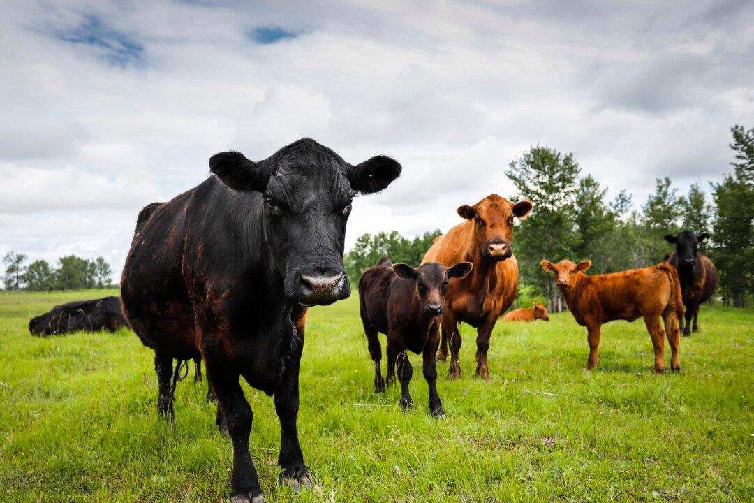 Canadian Farms Use 3 Times More Antibiotics Than Those in EU: Federal Report
