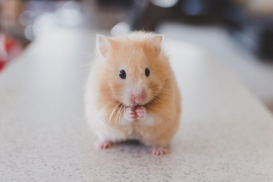Hamsters Prefer Large Metal Exercise Wheels