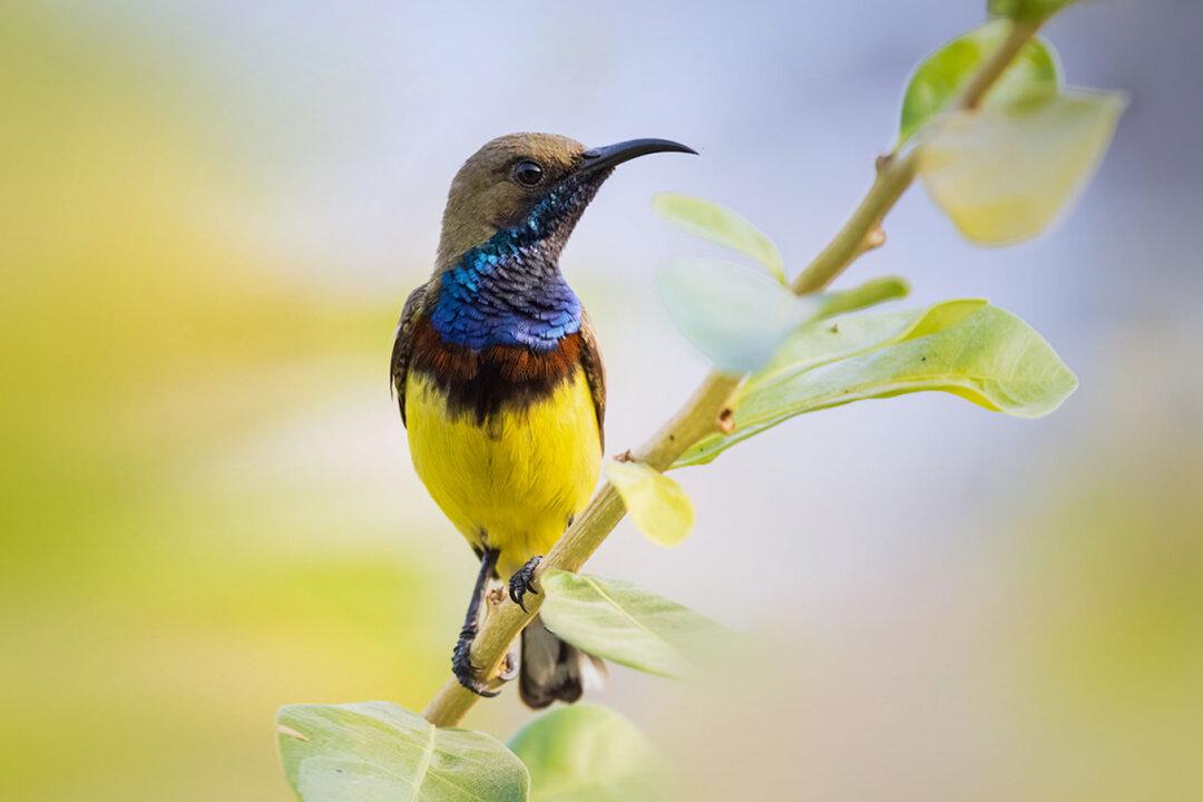 The Metallic Blue and Yellow Olive-Backed Sunbird Has a Secret Feature Tucked Beneath Its Wings